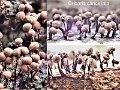Cribaria cancellata-amf1973